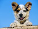 fond-ecran-chien-grand-format_02