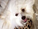 fond-ecran-chien-grand-format_03