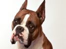 fond-ecran-chien-grand-format_04