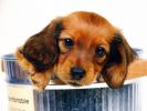 fond-ecran-chien-grand-format_05