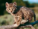 chat-fond-ecran-grand-format_01