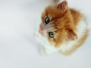 chat-fond-ecran-grand-format_02