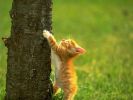 chat-fond-ecran-grand-format_03