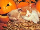 chatons-photos-gratuites-en-telechargement_01