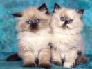 chatons-photos-gratuites-en-telechargement_04
