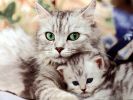 fond-ecran-HD-chat-et-chatons_01