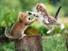 fond-ecran-HD-chat-et-chatons_02