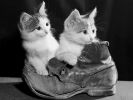 fond-ecran-HD-chat-et-chatons_03