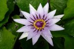 fleur-de-nenuphar-wallpaper-free_1