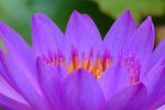 fleur-de-nenuphar-wallpaper-free_2
