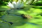 grenouille-et-nenuphars-photographie-HD_1