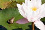grenouille-et-nenuphars-photographie-HD_2