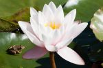 grenouille-et-nenuphars-photographie-HD_3