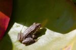 grenouille-et-nenuphars-photographie-HD_4