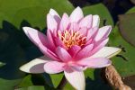 nenuphars-et-fonds-ecran_2