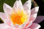 nenuphars-et-fonds-ecran_4