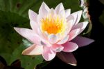 nenuphars-photographie-HD_1