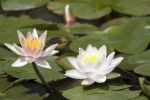 nenuphars-photographie-HD_2