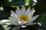 nenuphars-photographie-HD_3
