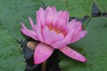 nenuphars-photographie-HD_4