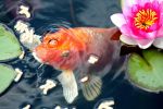 poisson-rouge-dans-les-nenuphars