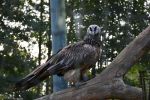 aigle-royal_fonds-ecran-gratuits_photos-oiseaux_17
