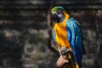 ara_fonds-ecran-gratuits_photos-oiseaux_05