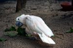cacatoes_fonds-ecran-gratuits_photos-oiseaux_06