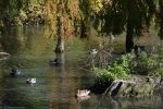 canards_fonds-ecran-gratuits_photos-oiseaux_12