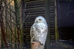 choette-harfang_fonds-ecran-gratuits_photos-oiseaux_18