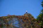 cigogne_fonds-ecran-gratuits_photos-oiseaux_10