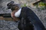 condor_fonds-ecran-gratuits_photos-oiseaux_16