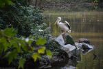 cormoran_fonds-ecran-gratuits_photos-oiseaux_14