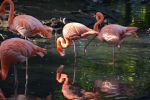 flamands-roses_fonds-ecran-gratuits_photos-oiseaux_09