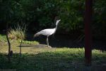 fonds-ecran-gratuits_photos-oiseaux_11