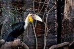 gros-bec_fonds-ecran-gratuits_photos-oiseaux_02