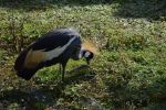 grue-cendree-couronnee_fonds-ecran-gratuits_photos-oiseaux_13