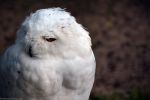 harfang-des-neiges_fonds-ecran-gratuits_photos-oiseaux_19
