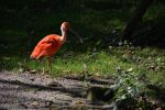 ibis-rouge_fonds-ecran-gratuits_photos-oiseaux_07