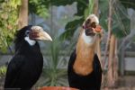 le-repas_fonds-ecran-gratuits_photos-oiseaux_01