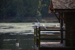 mouettes_fonds-ecran-gratuits_photos-oiseaux_15