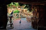 promenade_fonds-ecran-gratuits_photos-oiseaux_03