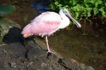spatule_fonds-ecran-gratuits_photos-oiseaux_08