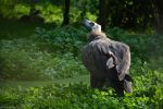 vautour_fonds-ecran-gratuits_photos-oiseaux_20