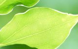windows_fonds-ecran-HD_feuilles_1