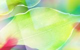 windows_fonds-ecran-HD_feuilles_2