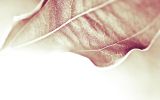 windows_fonds-ecran-HD_feuilles_3