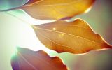 windows_fonds-ecran-HD_feuilles_5