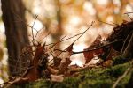 automne-montages-photos-avec-des-feuilles_1