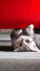 fond-pour-iphone-6-plus_chaton
